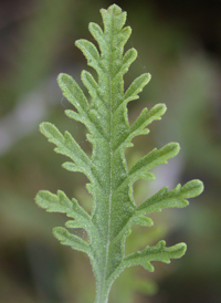 Russian Sage