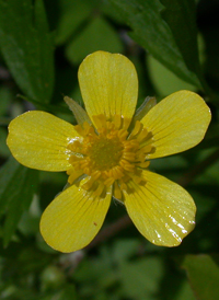 Hispid Buttercup