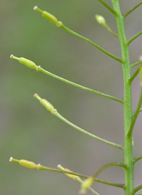 Marsh Yellowcress