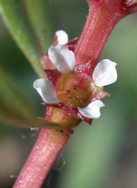 Lowland Rotala