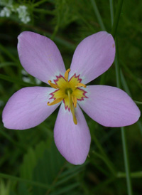 Common Marsh-pink