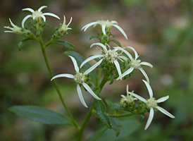 Toothed White Aster