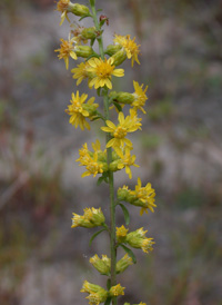 Slender Goldenrod