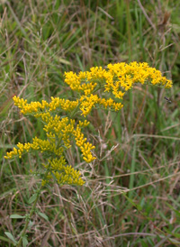 Gray Goldenrod