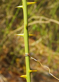 Round-leaved Greenbrier