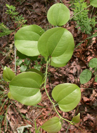 Round-leaved Greenbrier