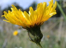 Perennial Sow-thistle