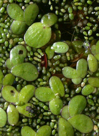 Greater Duckweed