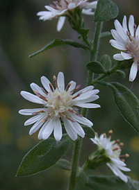 Calico Aster