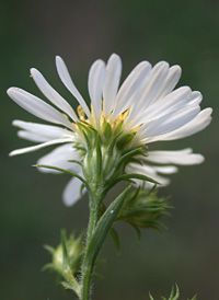 Frost Aster