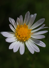 Small White Aster