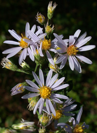 Wavy-leaved Aster