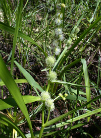 American Branched Bur-reed