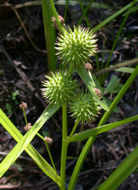 American Branched Bur-reed