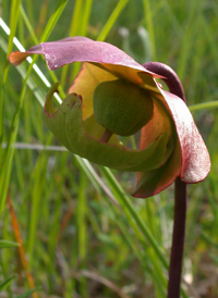 Purple Pitcherplant