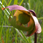 Purple Pitcherplant