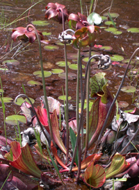 Purple Pitcherplant