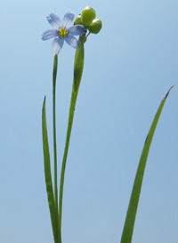 Narrow-leaved Blue-eyed-grass