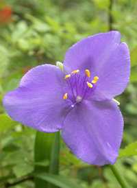 Virginia Spiderwort