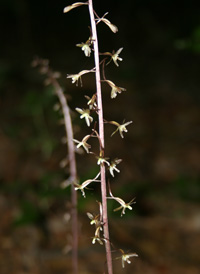 Crane-fly Orchid