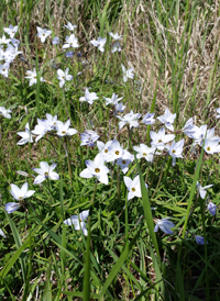 Spring Starflower