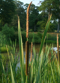 Cattails