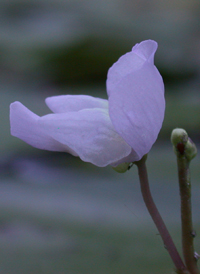 Eastern Purple Bladderwort