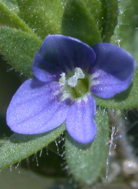 Wall Speedwell