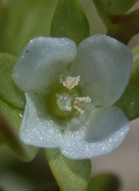 Purslane Speedwell