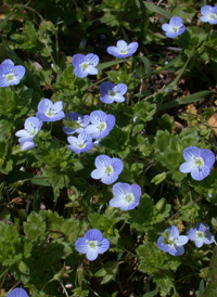 Common Field Speedwell