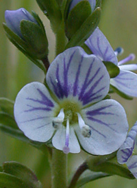 corn speedwell identification