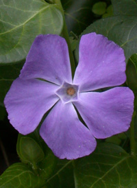 Greater Periwinkle