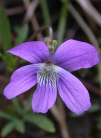 Northern Coast Violet