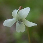 Viola x primulifolia