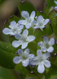 Common Cornsalad