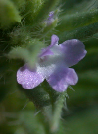 Large-bracted Vervain