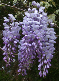 Chinese Wisteria