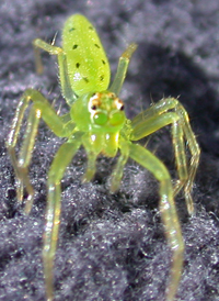 Jumping spider, Miniature, Colorful, Agile