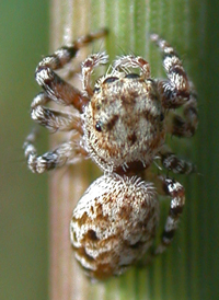 Jumping spider, Miniature, Colorful, Agile